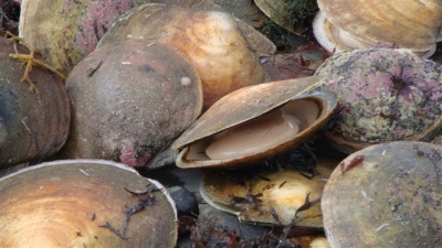 The elusive bi valve mollusks, (aka SCALLOPS) were not so hard to find.